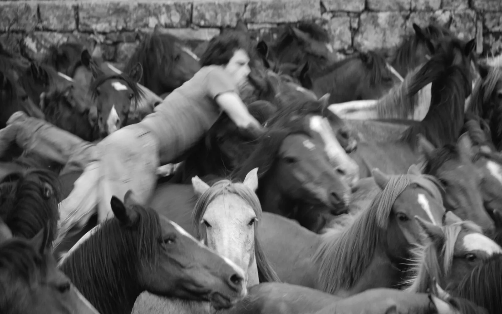 Rapa das Bestas de Sabucedo. Foto: IES MANUEL GARCÍA BARROS A ESTRADA- PONTEVEDRA (CC BY-SA 2.0).