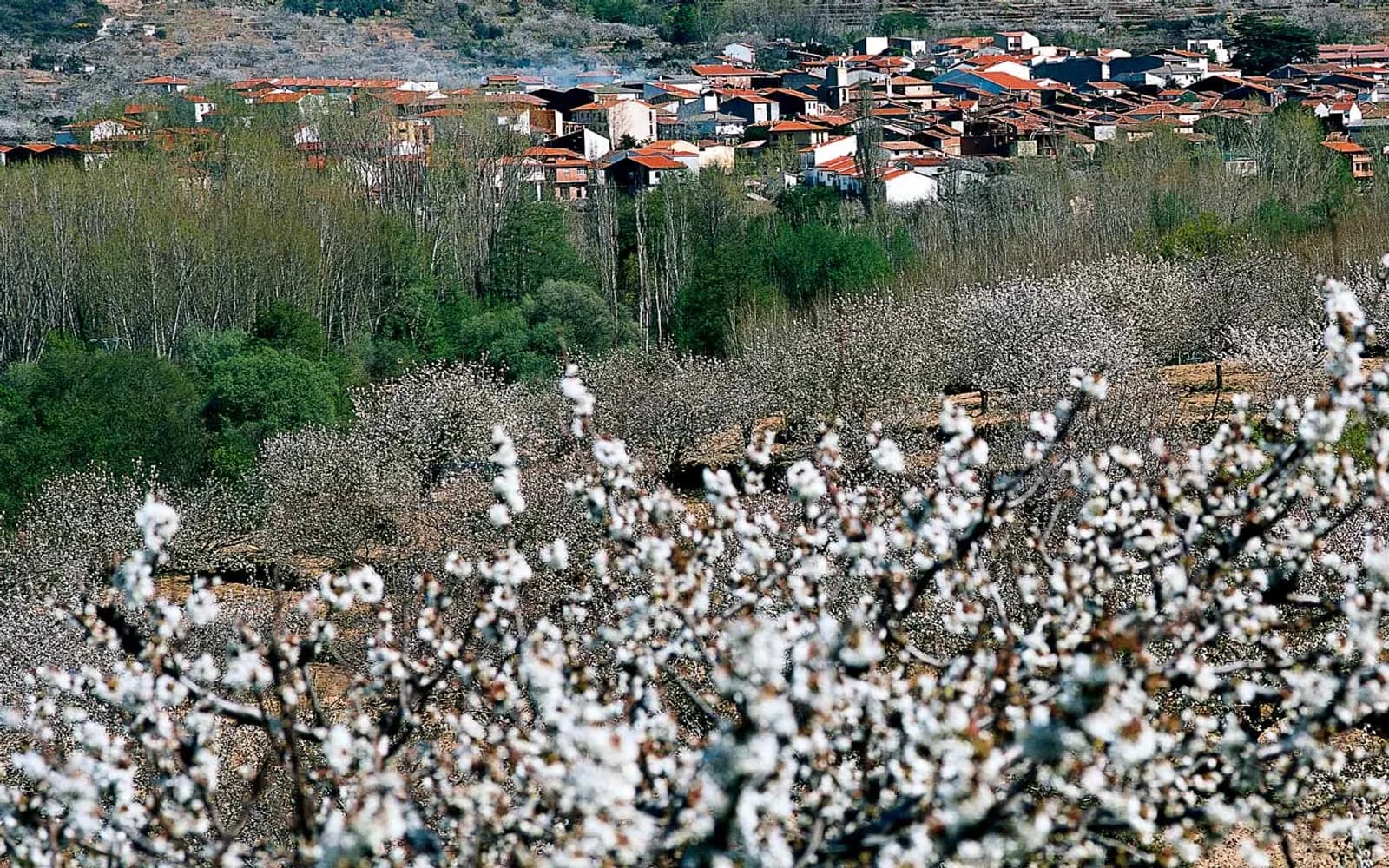 Fiesta del Cerezo en Flor. Imagen externa: Turespaña / Spain.info.