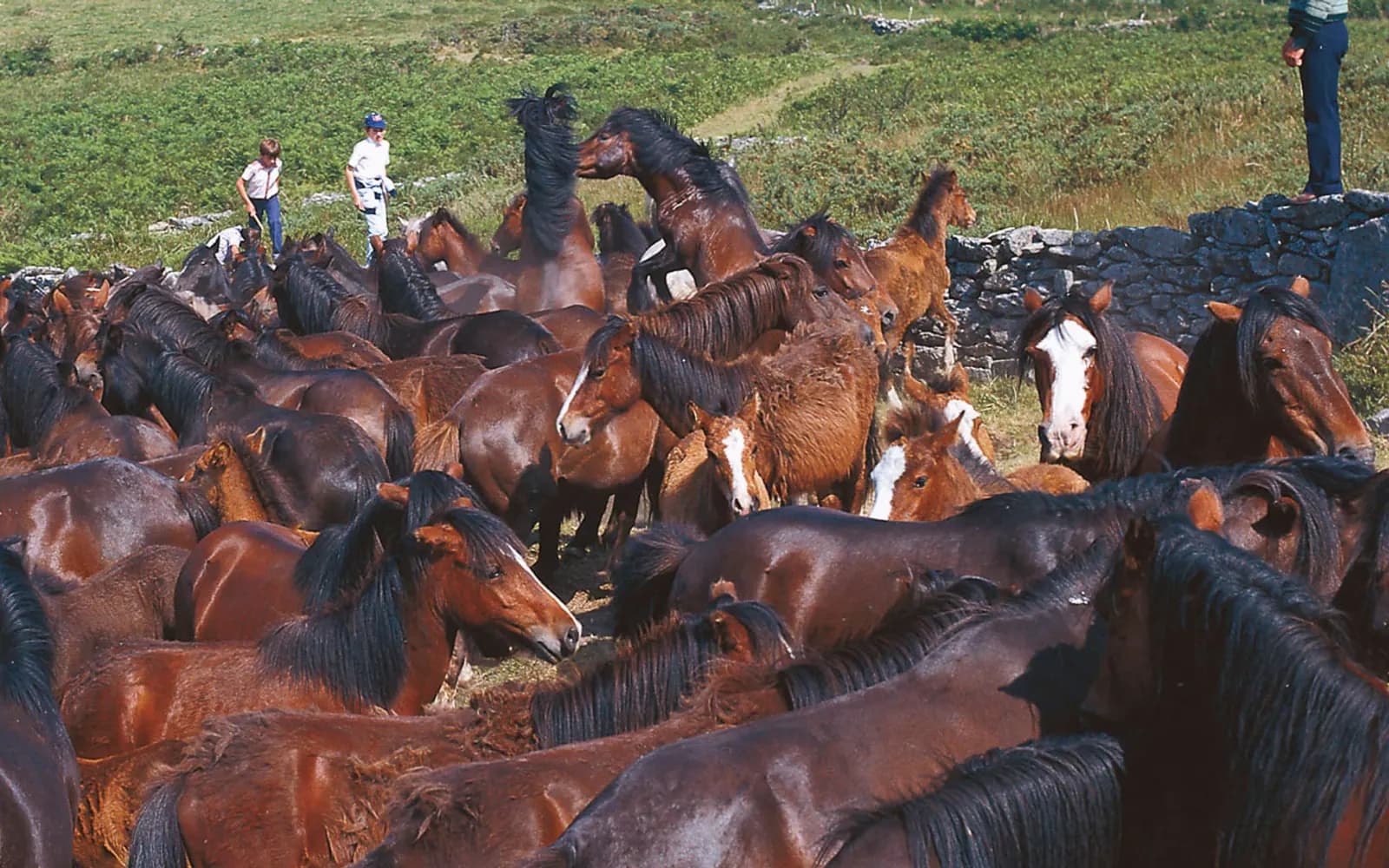 A Rapa das bestas de Sabucedo. Imagen externa: Turespaña / Spain.info.